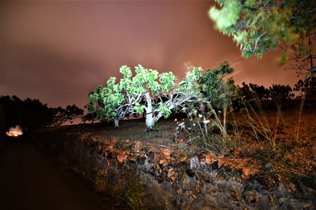 A photo of the S1A Baton illuminating a tree at a medium distance
