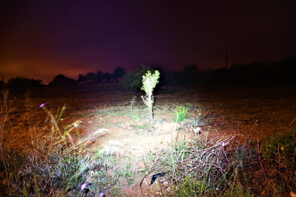 A photo of the S1A Baton illuminating a tree at a close distance