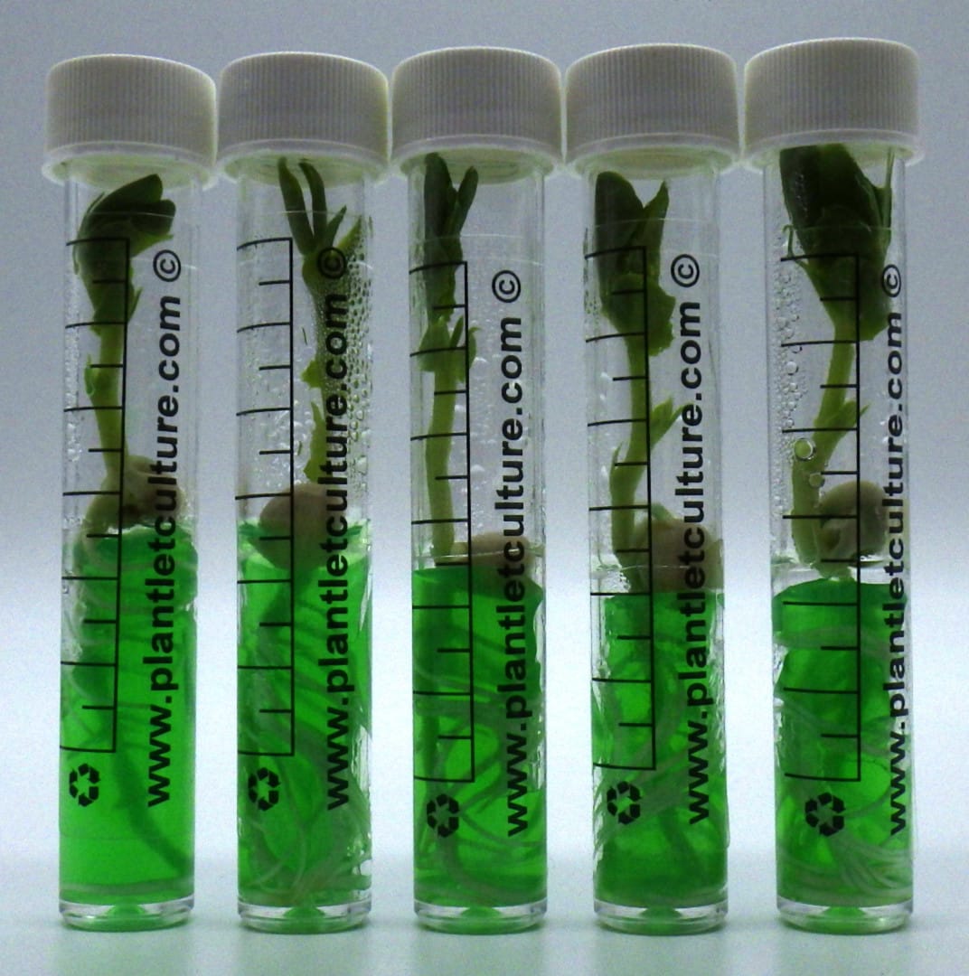 Plug-Plants-010321-Day-8-E