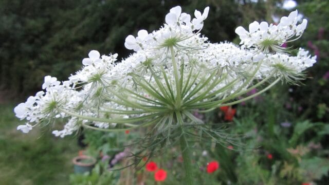 Wild-Carrot-Flower-5